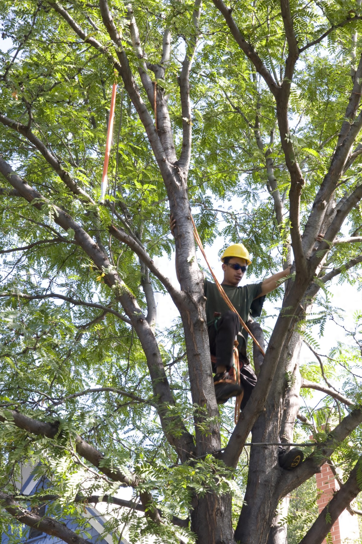 Arborist Apprenticeship Program ArborScape Services